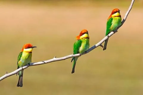 Chestnut-headed bee-eater Stock Photos