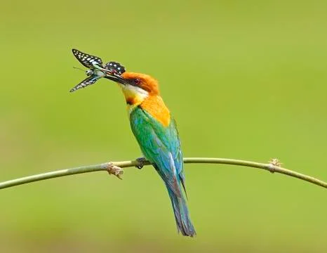 Chestnut-headed bee-eater Stock Photos