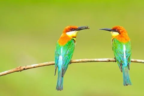 Chestnut-headed bee-eater Stock Photos