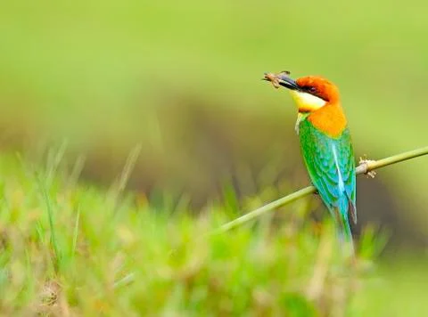 Chestnut-headed bee-eater Stock Photos