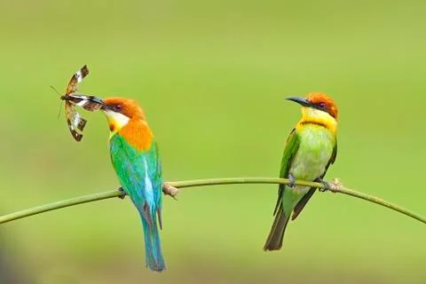 Chestnut-headed bee-eater Foto stock