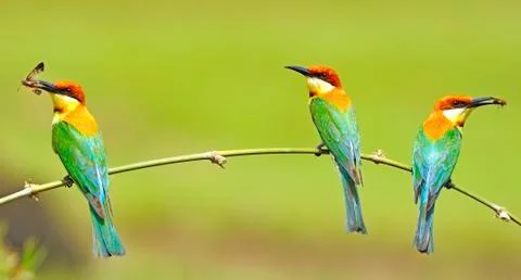 Chestnut-headed bee-eater Stock Photos