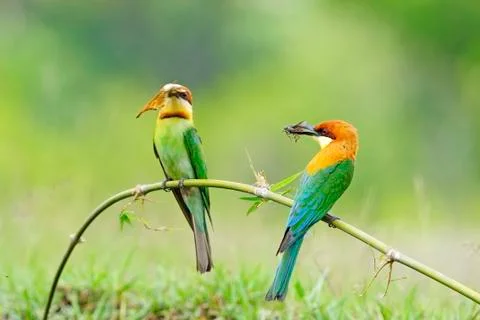 Chestnut-headed bee-eater Stock Photos