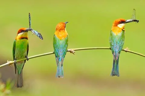 Chestnut-headed bee-eater Stock Photos