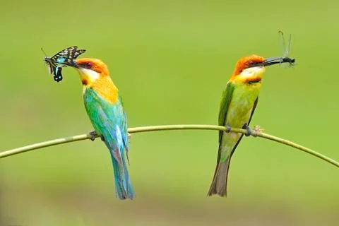 Chestnut-headed bee-eater Stock-Fotos