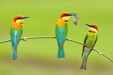 Chestnut-headed bee-eater Stock Photos