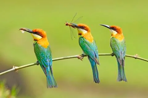 Chestnut-headed bee-eater Stock Photos