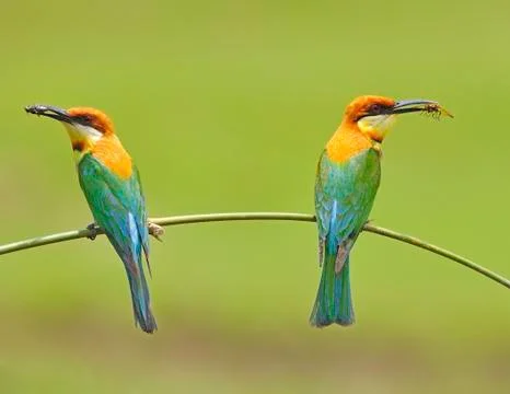 Chestnut-headed bee-eater Stock Photos