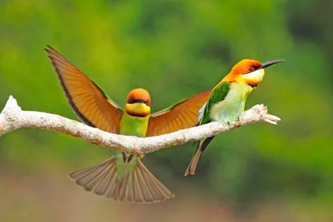 Chestnut-headed bee eater Stock Photos