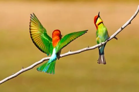 Chestnut-headed bee eater Stock Photos