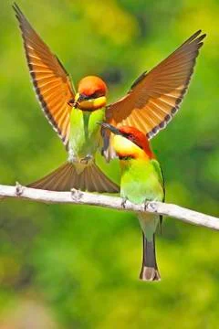 Chestnut-headed bee eater Stock Photos