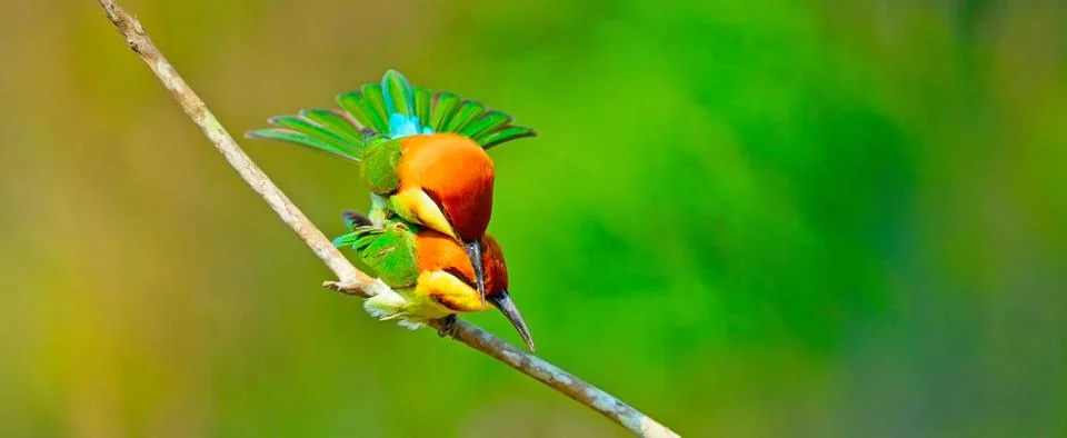 Chestnut-headed bee eater Stock Photos