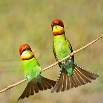 Chestnut-headed bee-eater Stock Photos