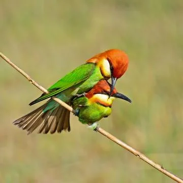 Chestnut-headed bee-eater Stock Photos