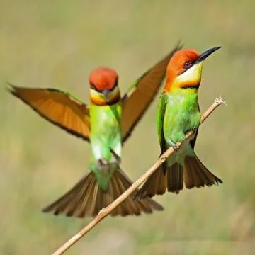 Chestnut-headed bee-eater Stock Photos