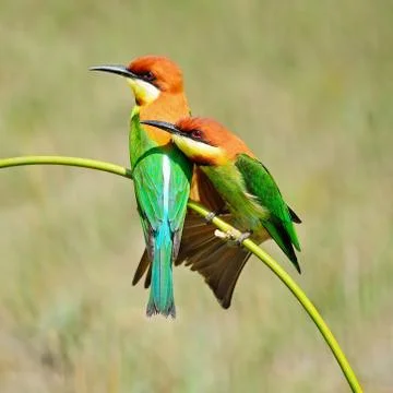 Chestnut-headed bee-eater Stock Photos