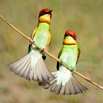 Chestnut-headed bee-eater Stock Photos