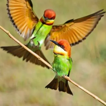 Chestnut-headed bee-eater Stock Photos
