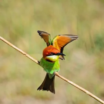 Chestnut-headed bee-eater Stock Photos