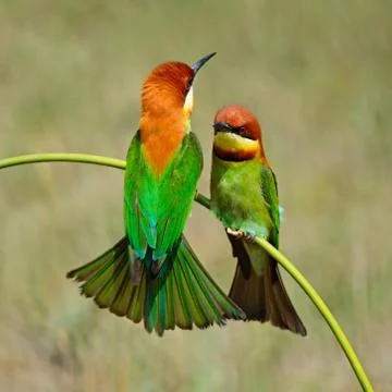 Chestnut-headed bee-eater Foto stock