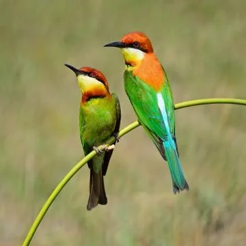 Chestnut-headed bee-eater Stock Photos