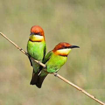 Chestnut-headed bee-eater Stock Photos