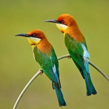 Chestnut-headed bee-eater Stock Photos