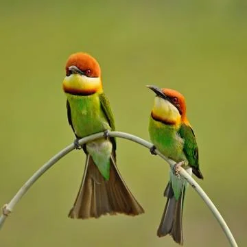 Chestnut-headed bee-eater Stock Photos