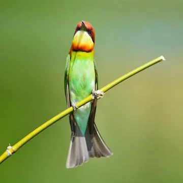 Chestnut-headed Bee-eater Stock Photos