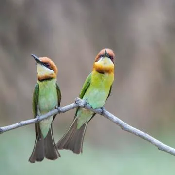 Chestnut-headed Bee-eater Stock Photos