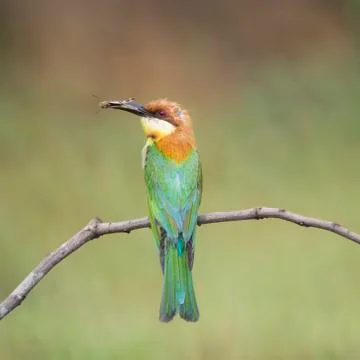 Chestnut-headed Bee-eater Stock Photos