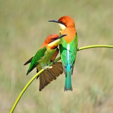 Chestnut-headed Bee-eater Stock Photos