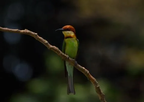 Chestnut headed bee-eater Foto stock