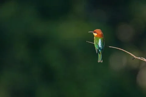 Chestnut-headed Bee-eater Stock Photos