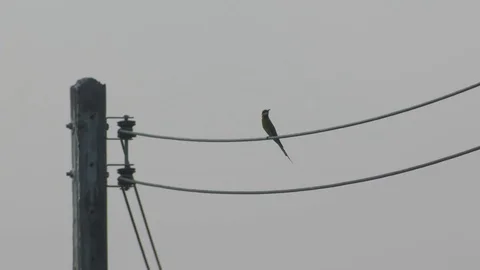 Chestnut-headed Bee-eater resting on the electricity line Stock Footage 74287404