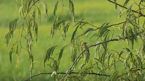 Chestnut-headed Bee-eater resting on the  tree Stock Footage 76080713