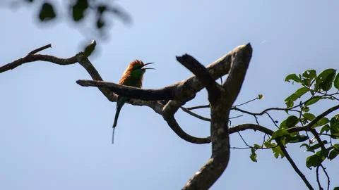 Chestnut-headed bee-eater sits calling on a bare tree branch under a bright b Stock Photos