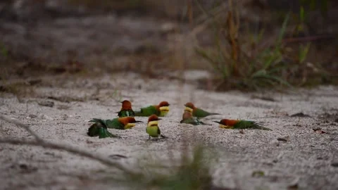 Chestnut-headed Bee-eaters on the ground Stock Footage 170920163