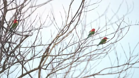 Chestnut-headed Bee-eaters perched on dry  branches. Stock Footage 170920162