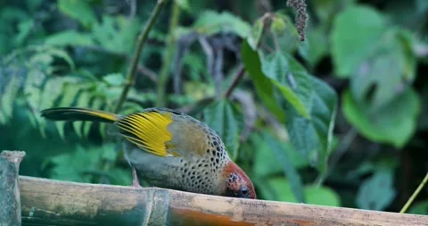 Chestnut-headed Laughingthrush Video stock 330762711