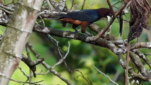 Chestnut-headed Oropendola Foraging in Tree Leaves Psarocolius wagleri002094 스톡 동영상 338285573