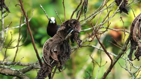 Chestnut-headed Oropendola Foraging in Tree Leaves Psarocolius wagleri002106 스톡 동영상 338285588
