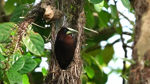 Chestnut-headed Oropendola Perched Outside Nest Psarocolius wagleri 스톡 동영상 338285577