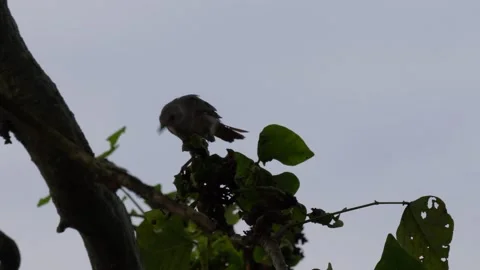 A Chestnut-headed Oropendola on a tree Stock Footage 316245117