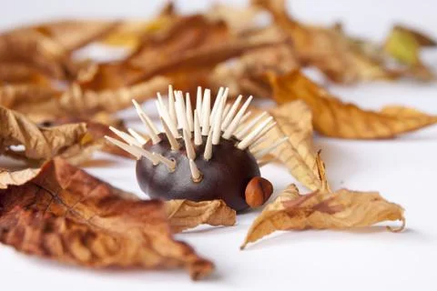 Chestnut hedgehod with leafs Stock Photos