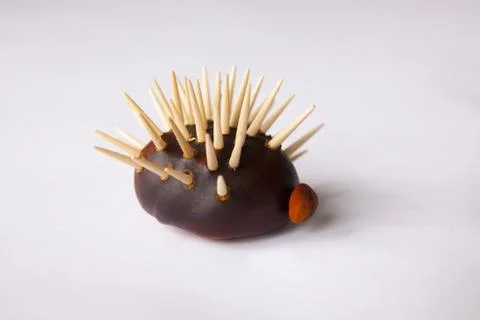 Chestnut hedgehod Stock Photos