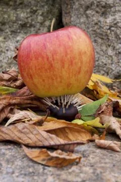 Chestnut hedgehog with apple Stock Photos