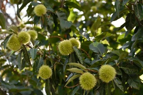 Chestnut hedgehog in early phase Stock Photos