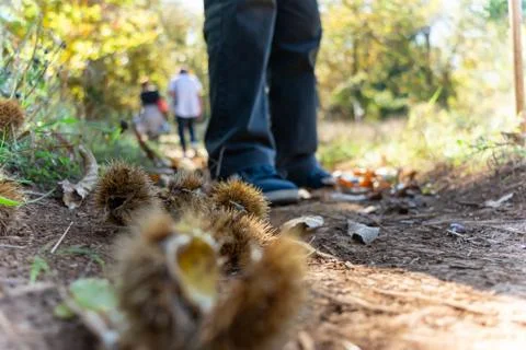 Chestnut Hedgehog on the Ground fallen by the Tree Stock Photos
