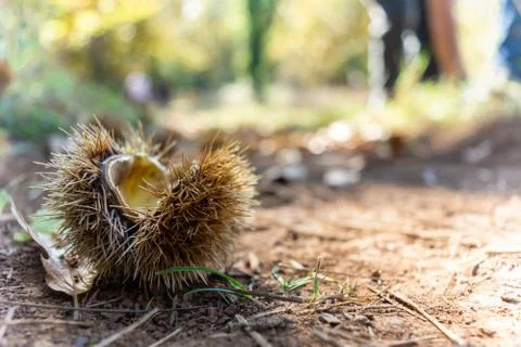 Chestnut Hedgehog on the Ground fallen by the Tree 库存照片